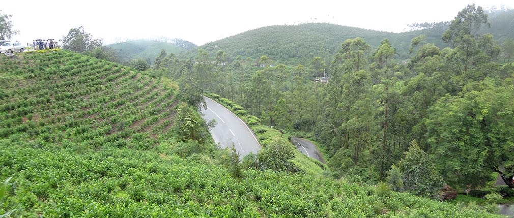 Munnar_Greenery